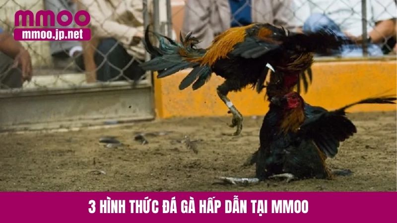 3 hình thức đá gà hấp dẫn tại MMOO